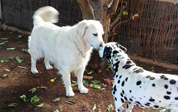 Residencia Canina La Casita de Chocolate